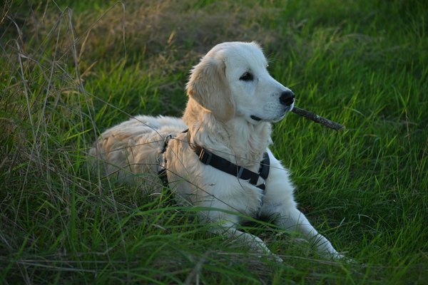 Comment bien s'occuper de son chat Ragdoll
