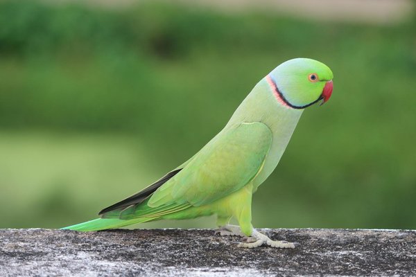 Comment les phoques s'adaptent-ils aux changements saisonniers dans l'Arctique?